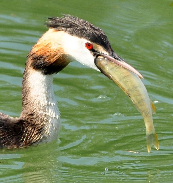 Pesce predato - Perca fluviatilis